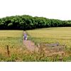 Footpath to Roundway covert