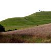 Olivers castle and wheat field at harvest time