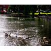 Mallards and Gulls - the new invaders - on the Crammer Pond