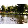 Canada geese on the Crammer pond with the new playground in the back ground.